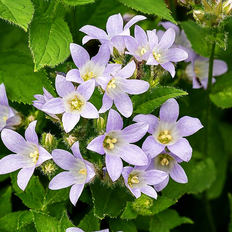 Hohe Dolden-Glockenblume 'Prichard's Variety' (Campanula lactiflora)