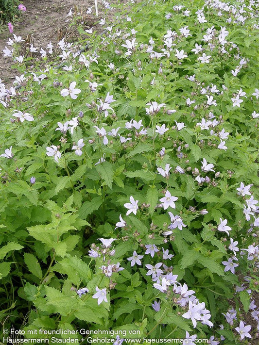Hohe Dolden-Glockenblume 'Senior' (Campanula lactiflora)