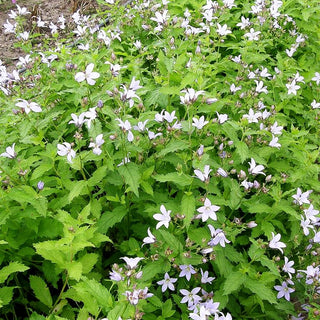 Hohe Dolden-Glockenblume 'Senior' (Campanula lactiflora)
