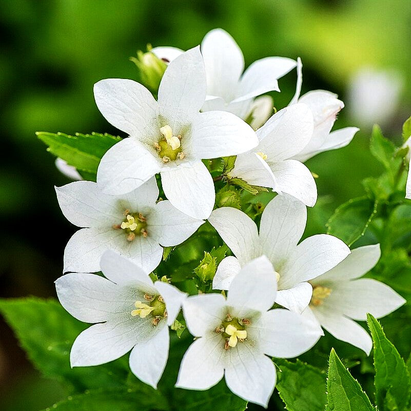 Hohe Dolden-Glockenblume 'Senior' (Campanula lactiflora)