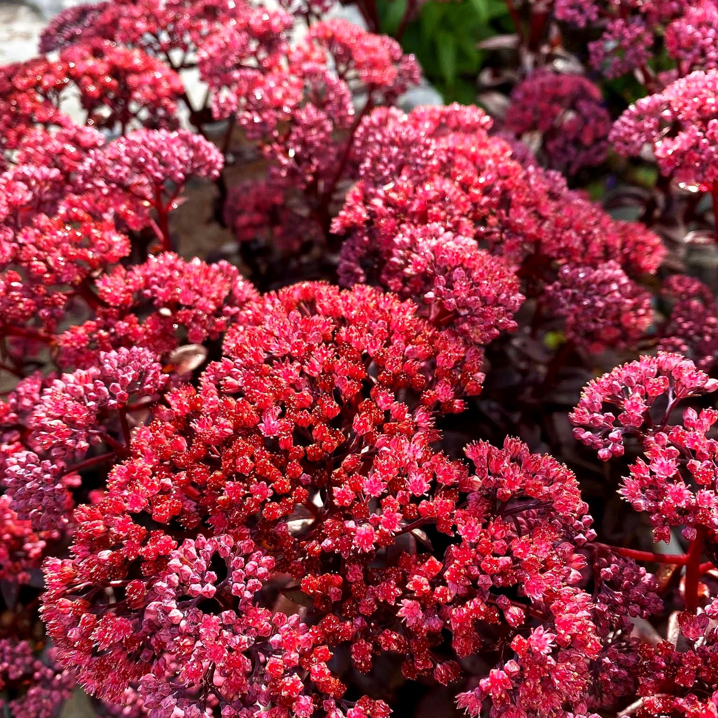 Hohe Fetthenne 'Dark Magic' (Sedum telephium)