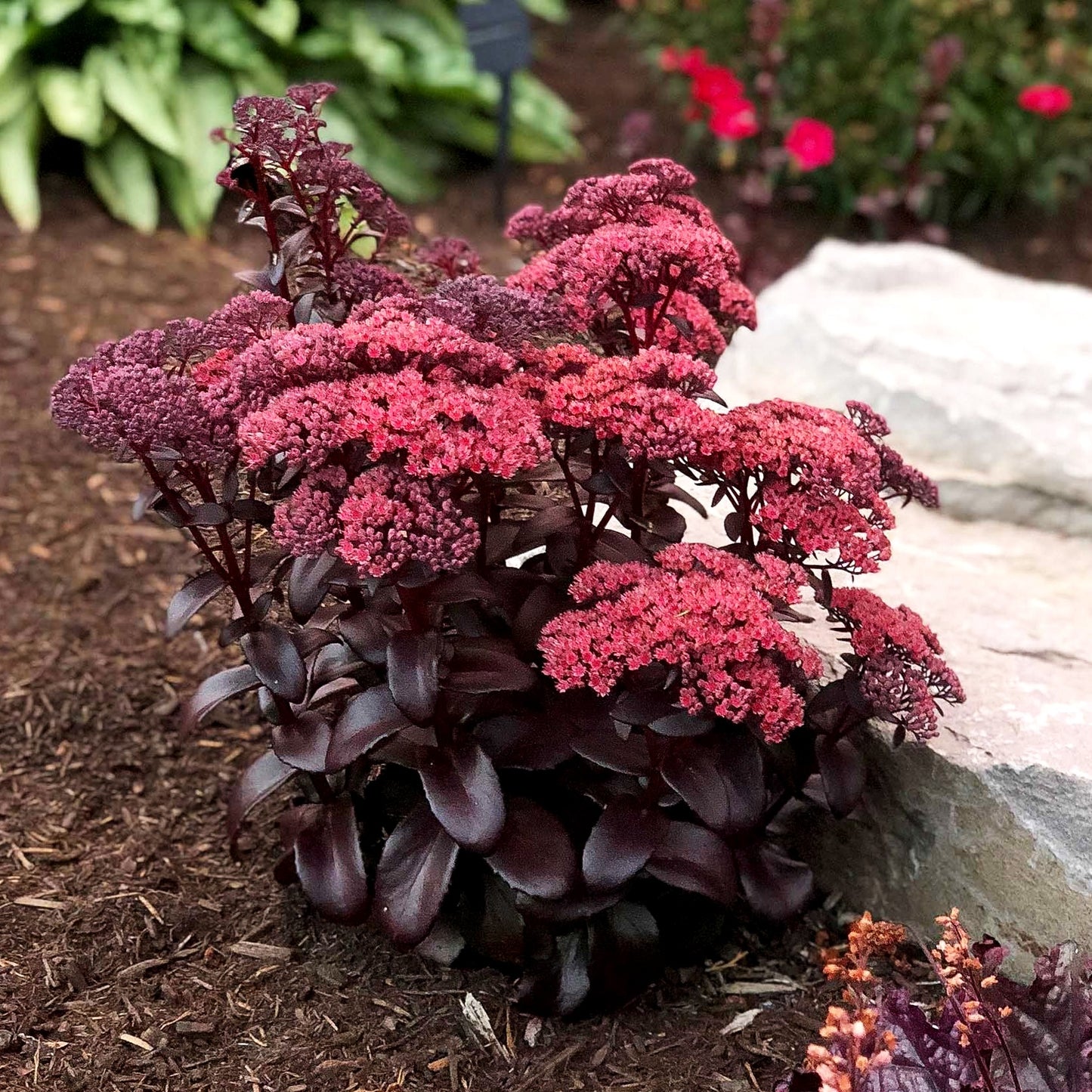 Hohe Fetthenne 'Dark Magic' (Sedum telephium)