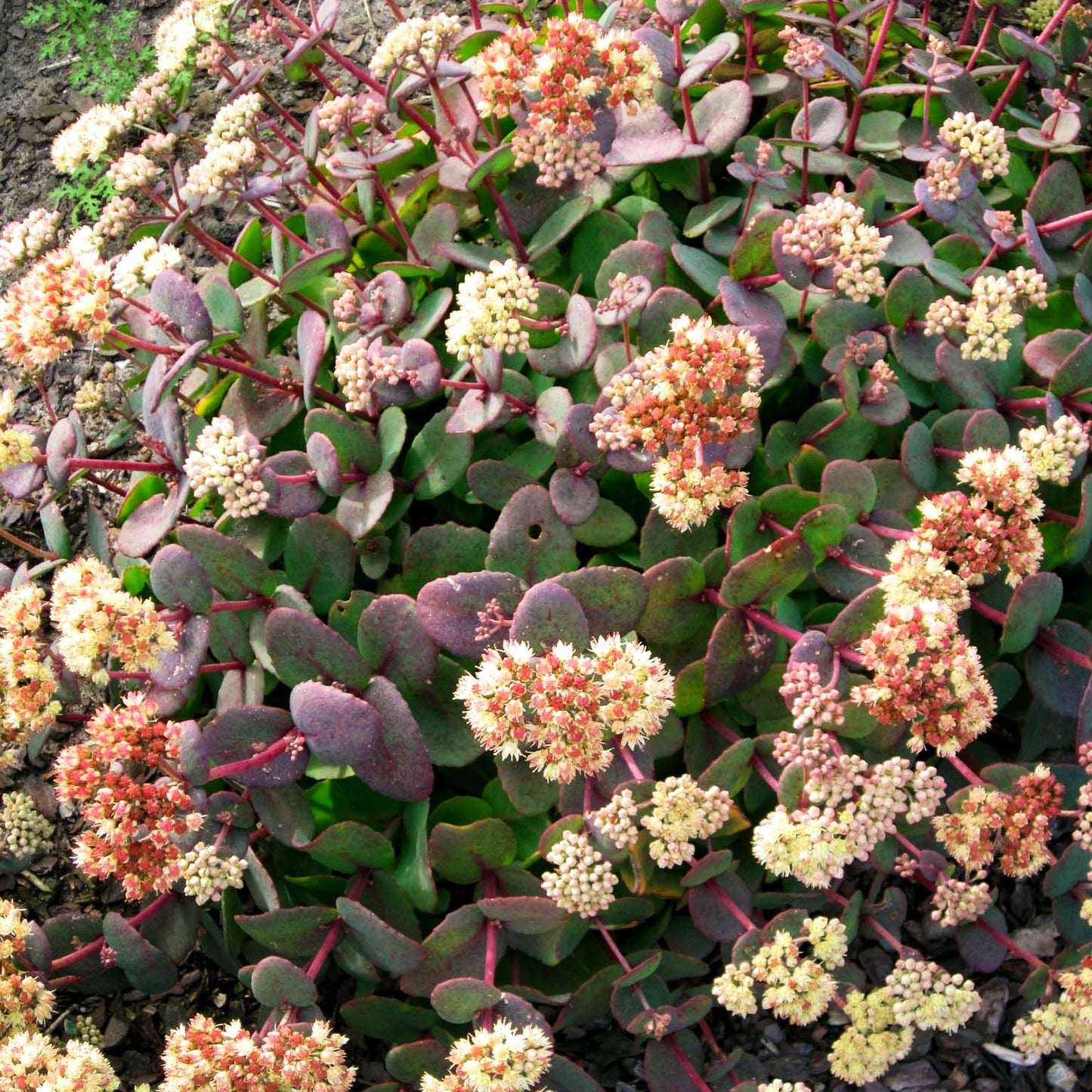 Hohe Fetthenne 'Hab Grey' (Sedum telephium ssp.ruprechtii)
