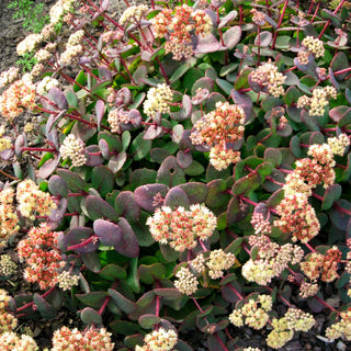 Hohe Fetthenne 'Hab Grey' (Sedum telephium ssp.ruprechtii)