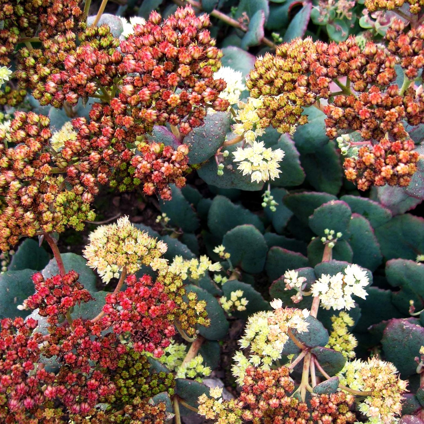 Hohe Fetthenne 'Hab Grey' (Sedum telephium ssp.ruprechtii)