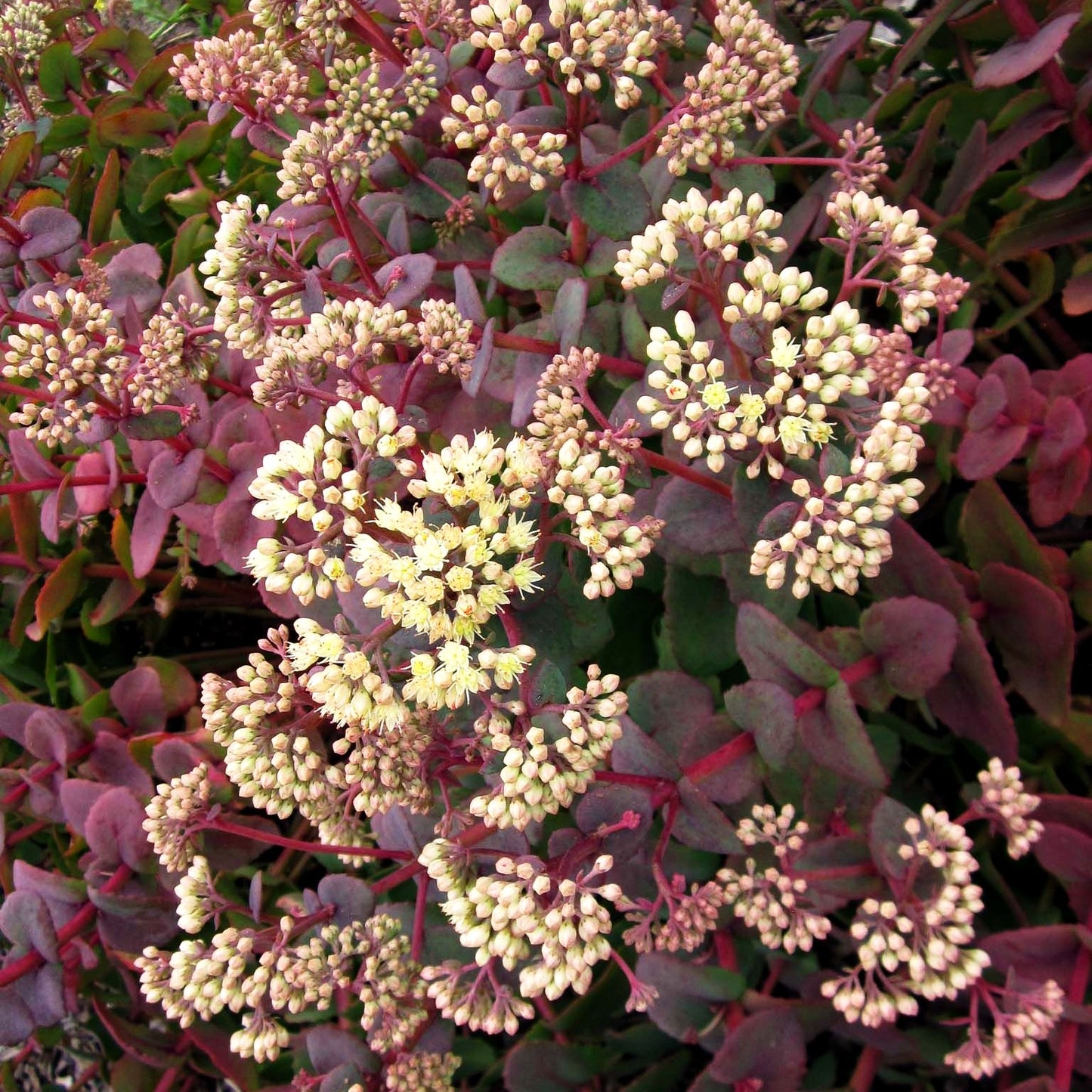 Hohe Fetthenne 'Hab Grey' (Sedum telephium ssp.ruprechtii)