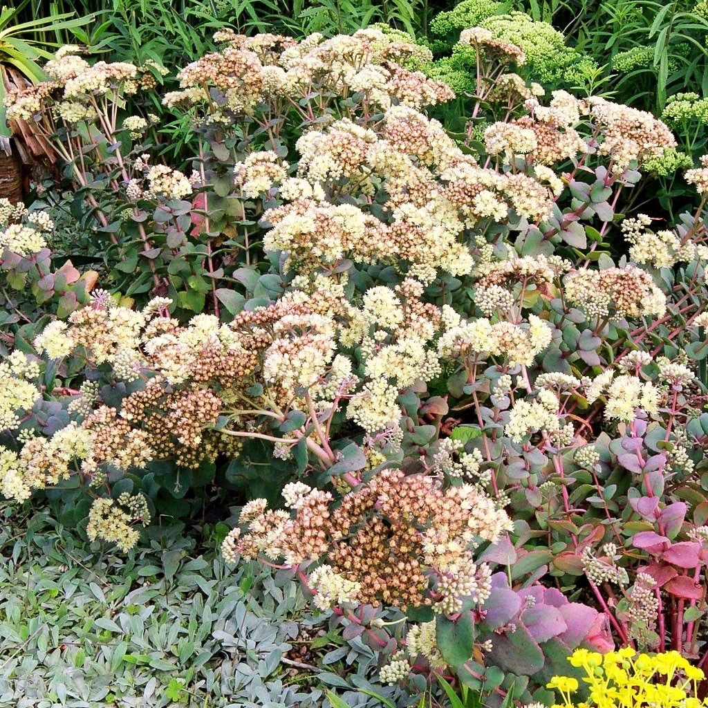 Hohe Fetthenne 'Hab Grey' (Sedum telephium ssp.ruprechtii)