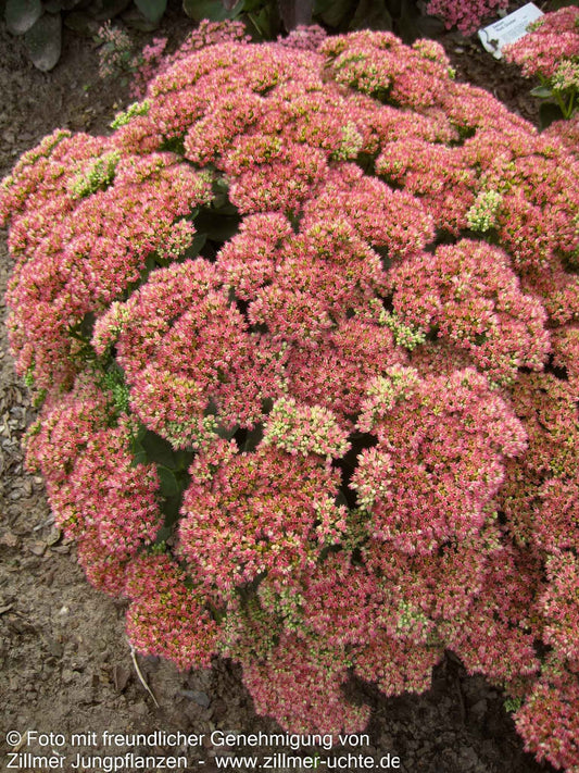 Hohe Fetthenne 'Herbstfreude' (Sedum telephium)