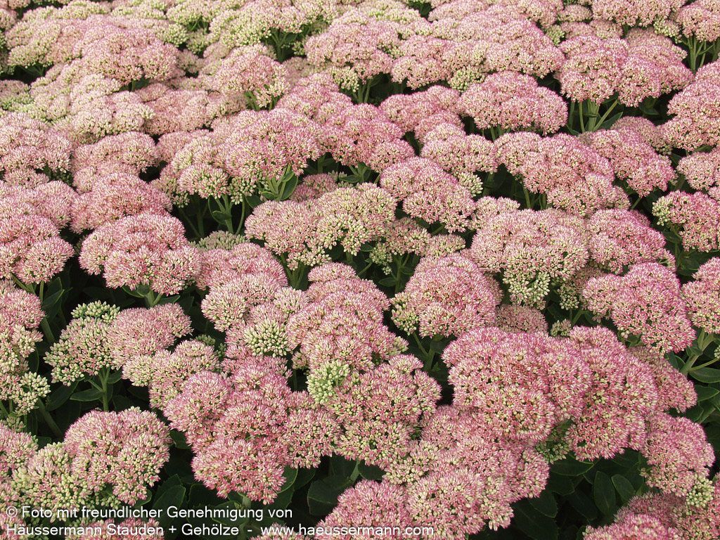 Hohe Fetthenne 'Herbstfreude' (Sedum telephium)