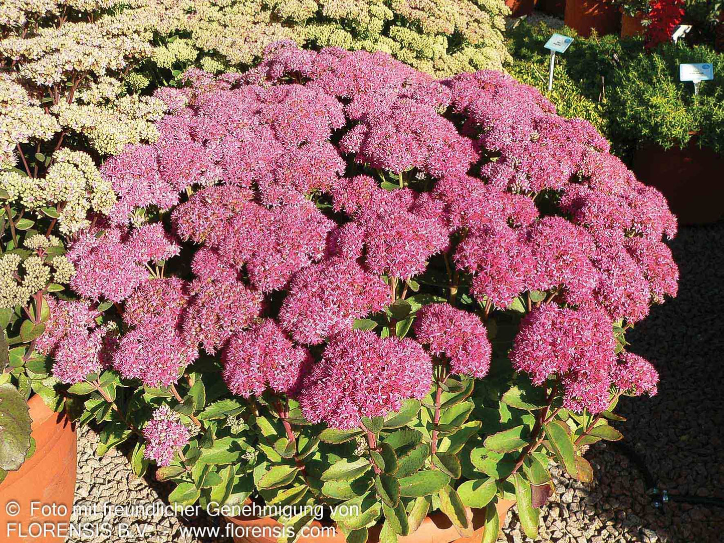 Hohe Fetthenne 'Herbstfreude' (Sedum telephium)