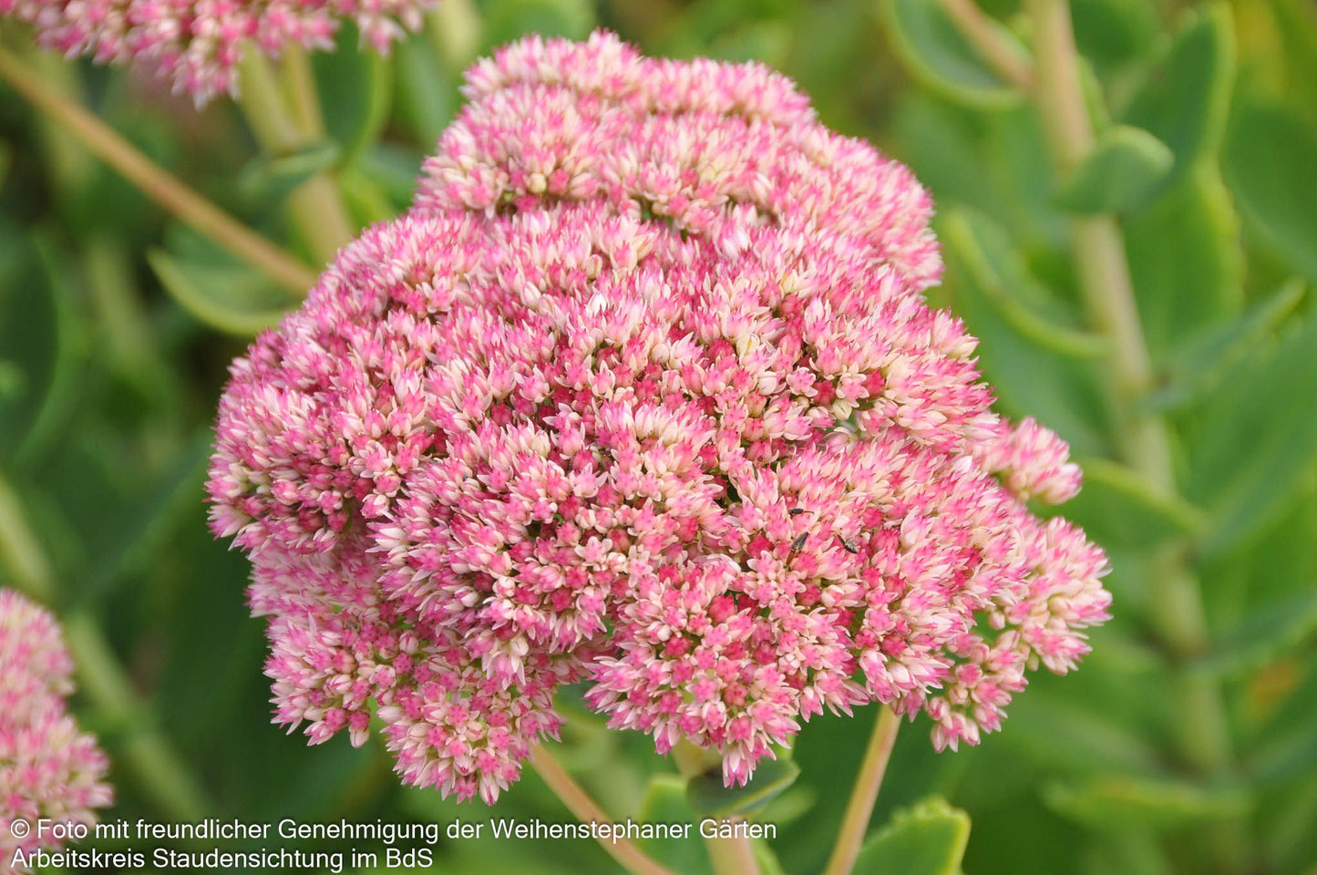 Hohe Fetthenne 'Herbstfreude' (Sedum telephium)