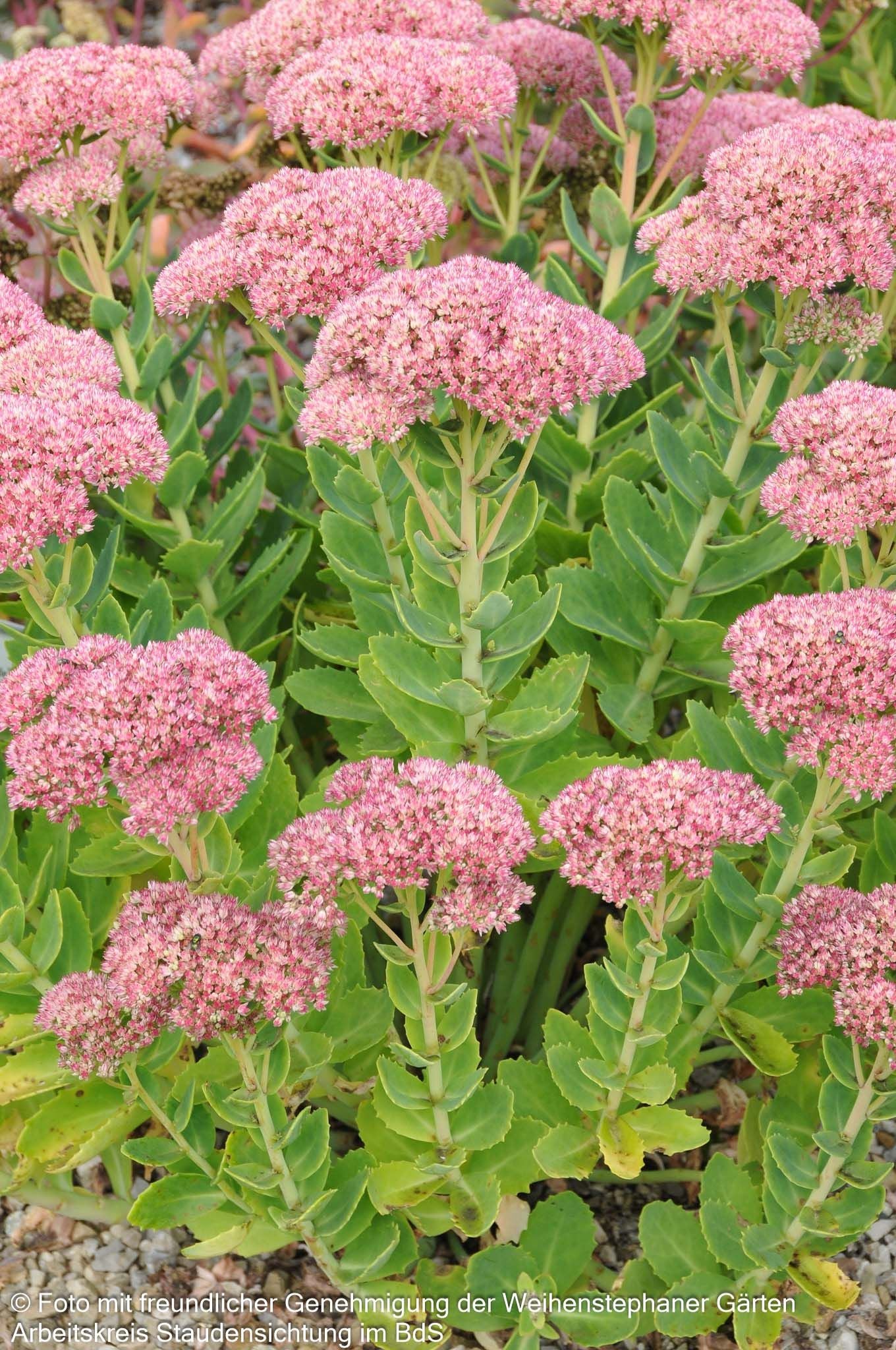 Hohe Fetthenne 'Herbstfreude' (Sedum telephium)