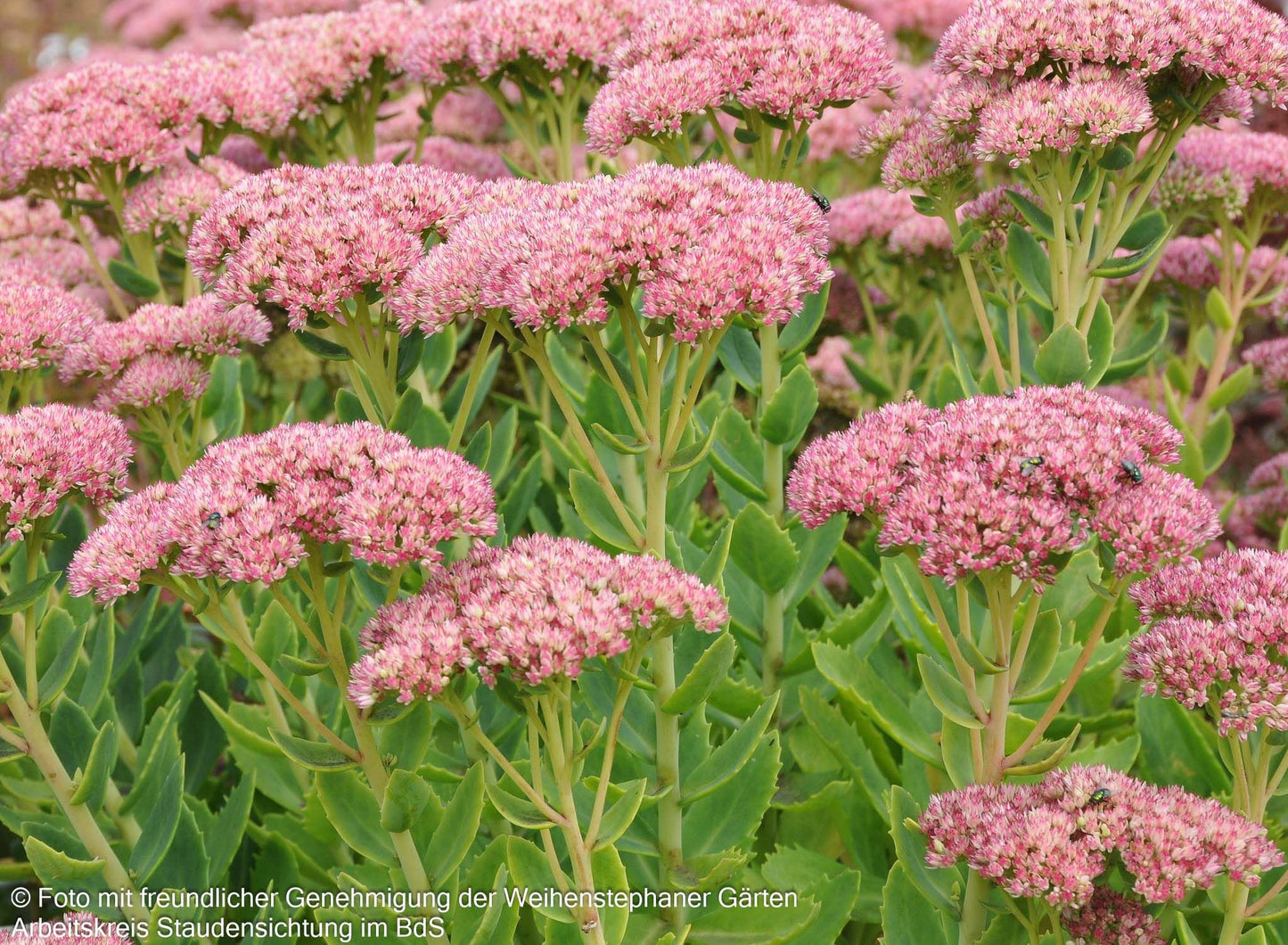 Hohe Fetthenne 'Herbstfreude' (Sedum telephium)