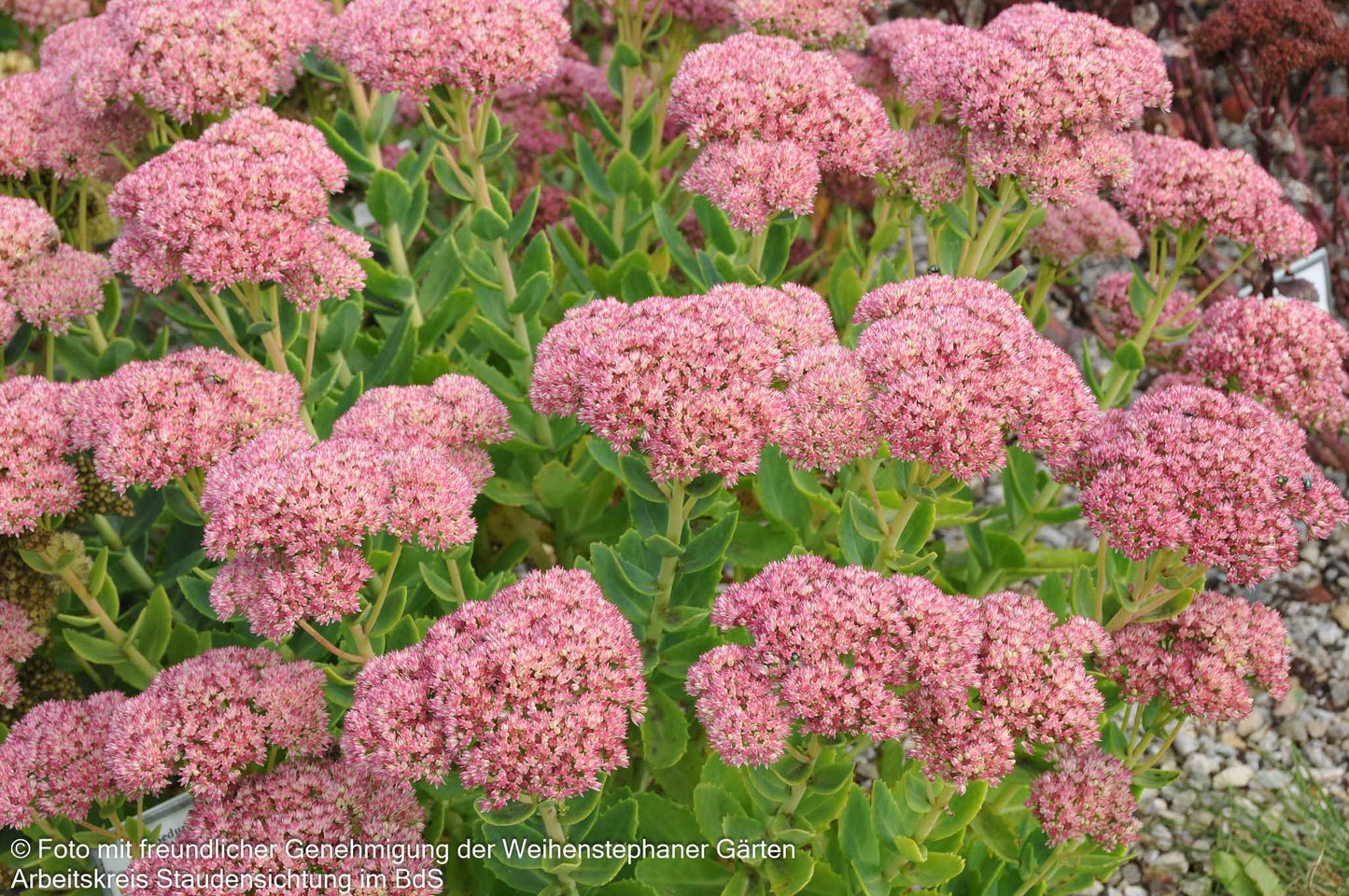 Hohe Fetthenne 'Herbstfreude' (Sedum telephium)