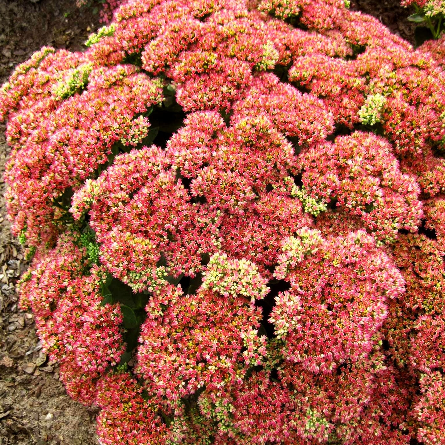 Hohe Fetthenne 'Herbstfreude' (Sedum telephium)