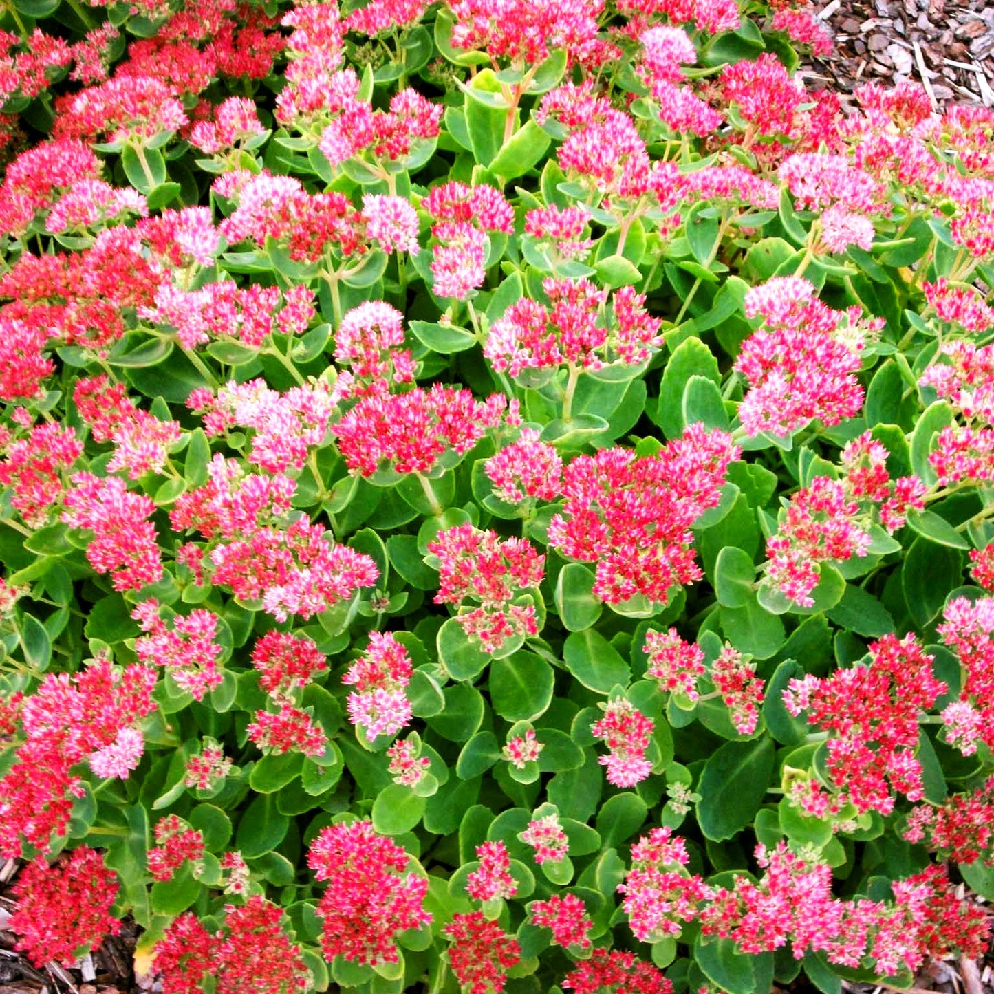 Hohe Fetthenne 'Herbstfreude' (Sedum telephium)