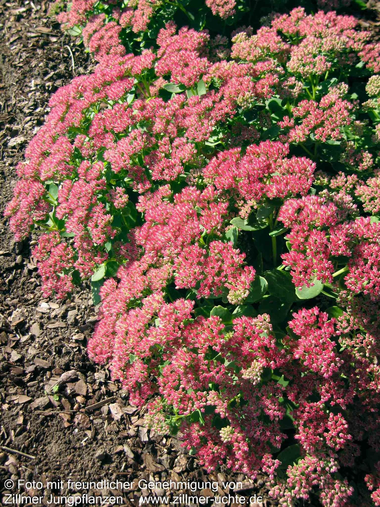 Hohe Fetthenne 'Herbstfreude' (Sedum telephium)