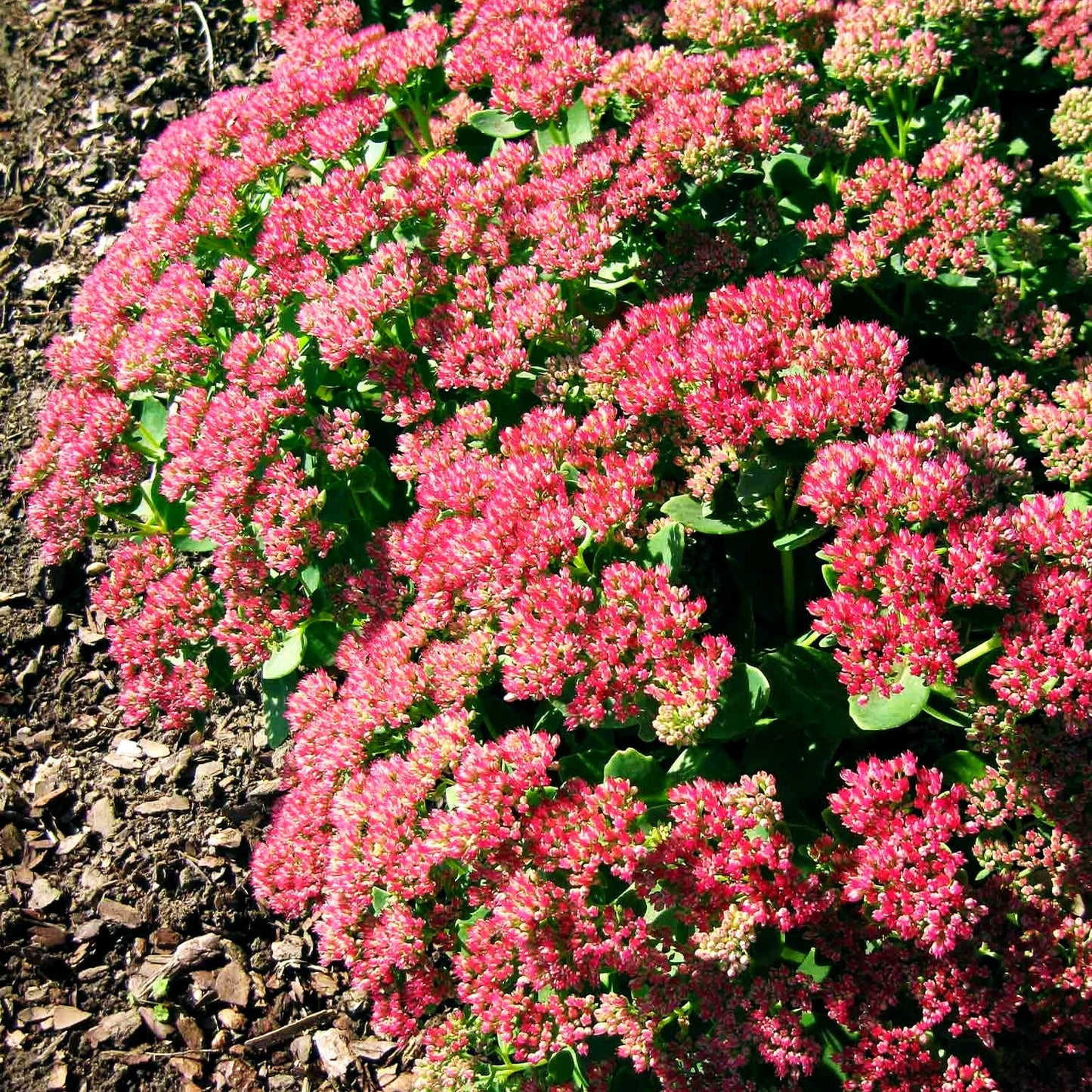 Hohe Fetthenne 'Herbstfreude' (Sedum telephium)