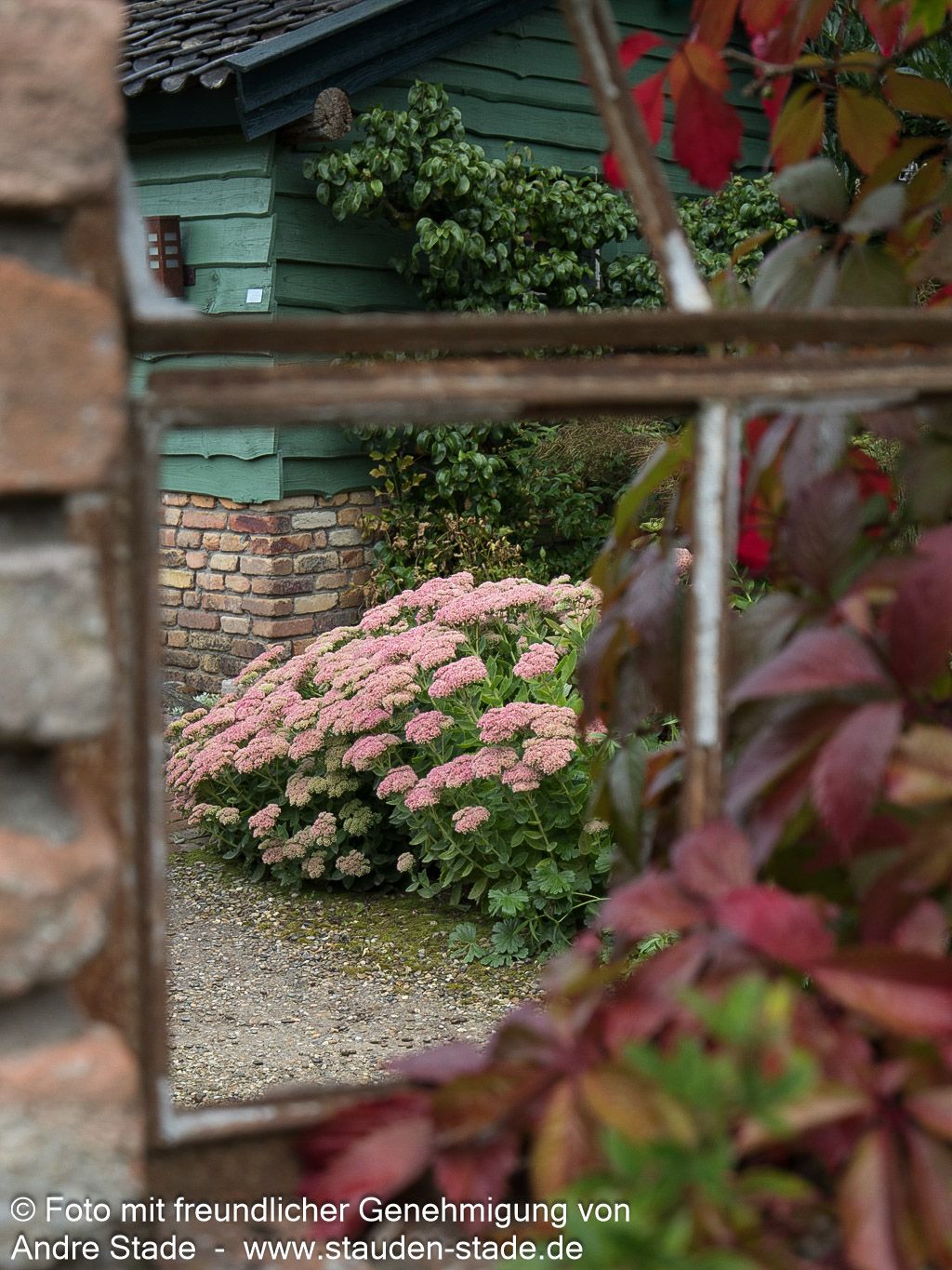 Hohe Fetthenne 'Herbstfreude' (Sedum telephium)