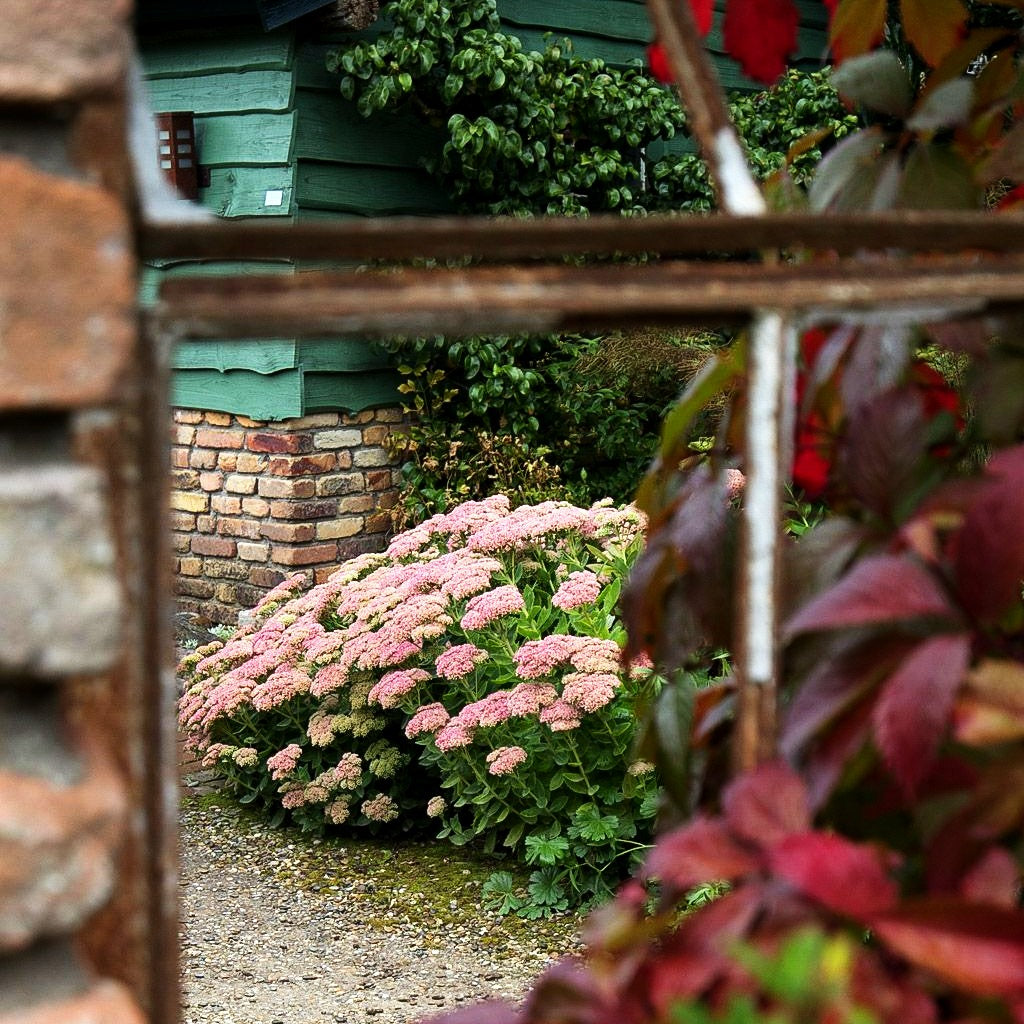 Hohe Fetthenne 'Herbstfreude' (Sedum telephium)