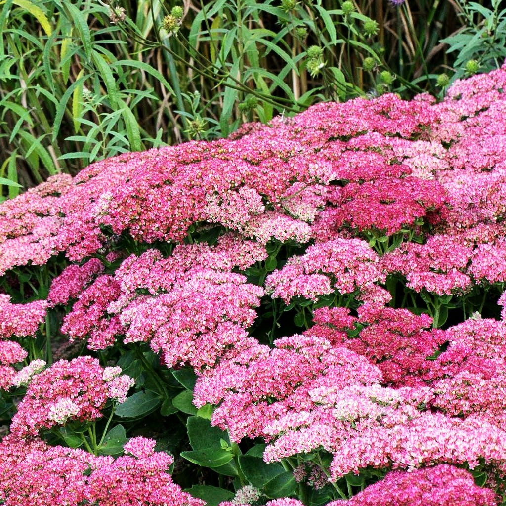 Hohe Fetthenne 'Herbstfreude' (Sedum telephium)