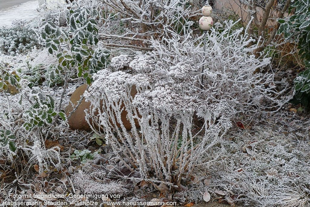 Hohe Fetthenne 'Herbstfreude' (Sedum telephium)