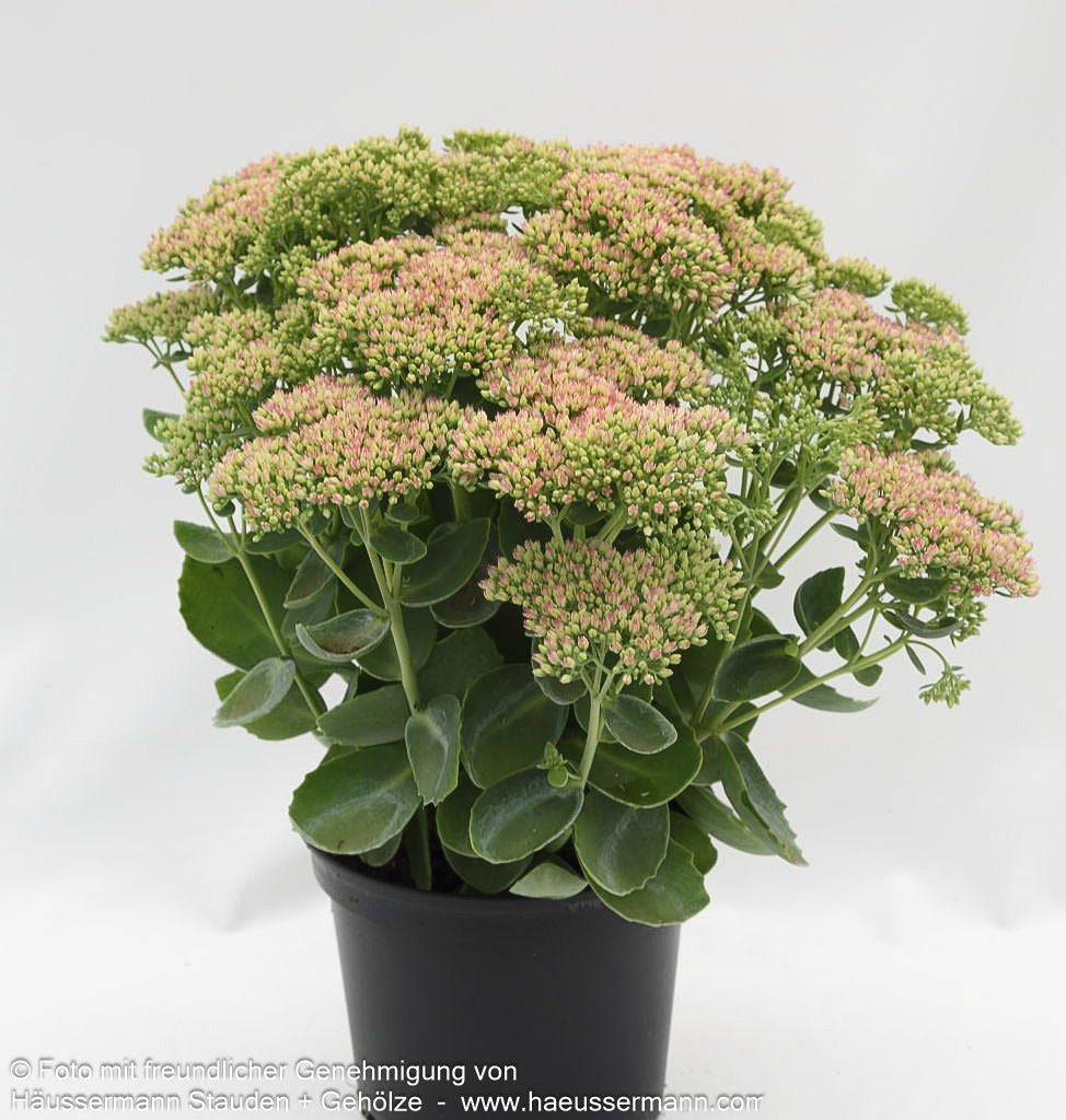 Hohe Fetthenne 'Herbstfreude' (Sedum telephium)