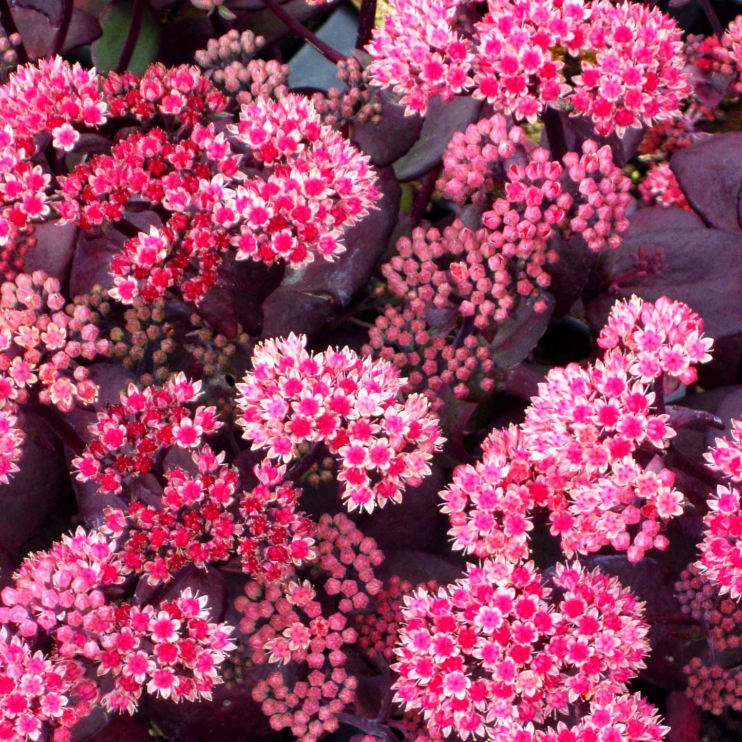 Hohe Fetthenne 'Karfunkelstein' (Sedum telephium)