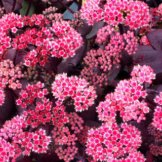 Hohe Fetthenne 'Karfunkelstein' (Sedum telephium)