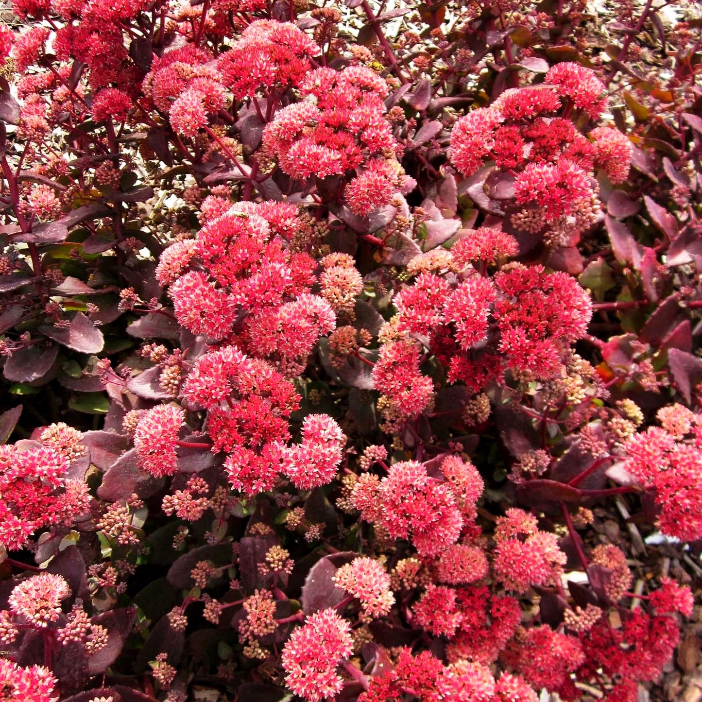Hohe Fetthenne 'Karfunkelstein' (Sedum telephium)