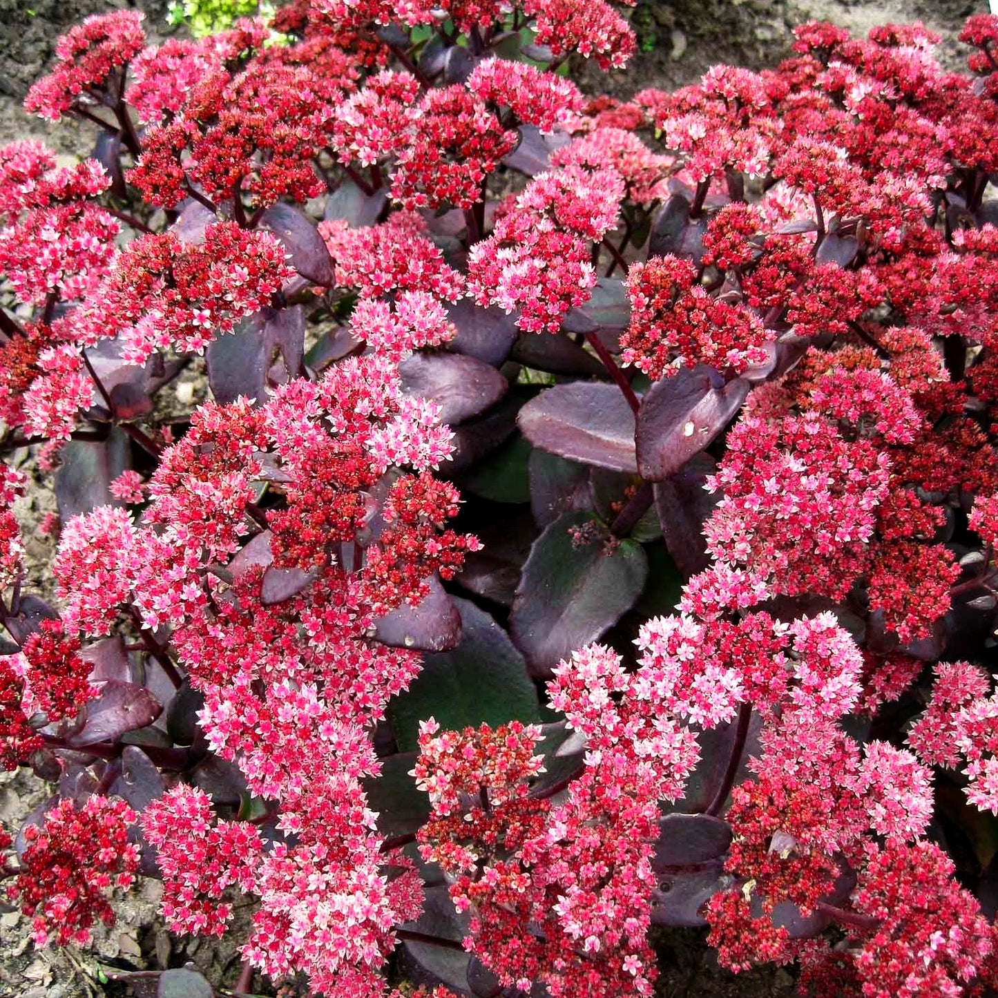 Hohe Fetthenne 'Karfunkelstein' (Sedum telephium)