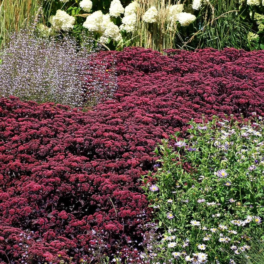 Hohe Fetthenne 'Karfunkelstein' (Sedum telephium)