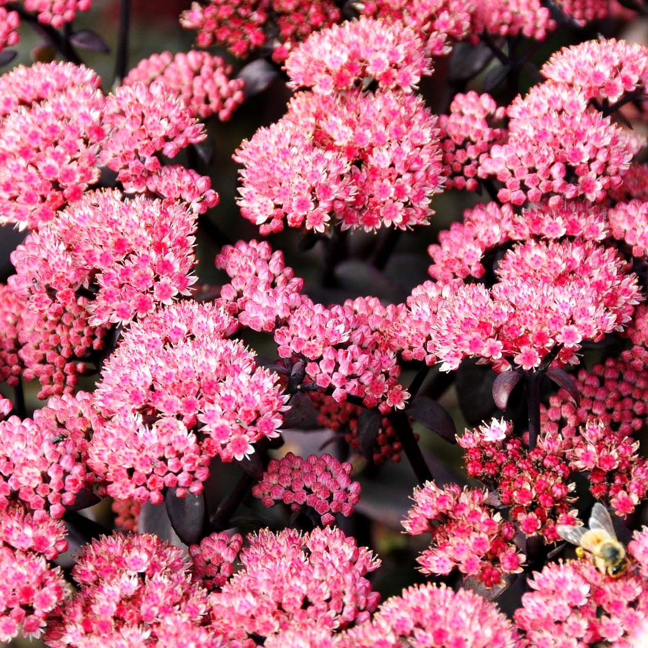 Hohe Fetthenne 'Karfunkelstein' (Sedum telephium)