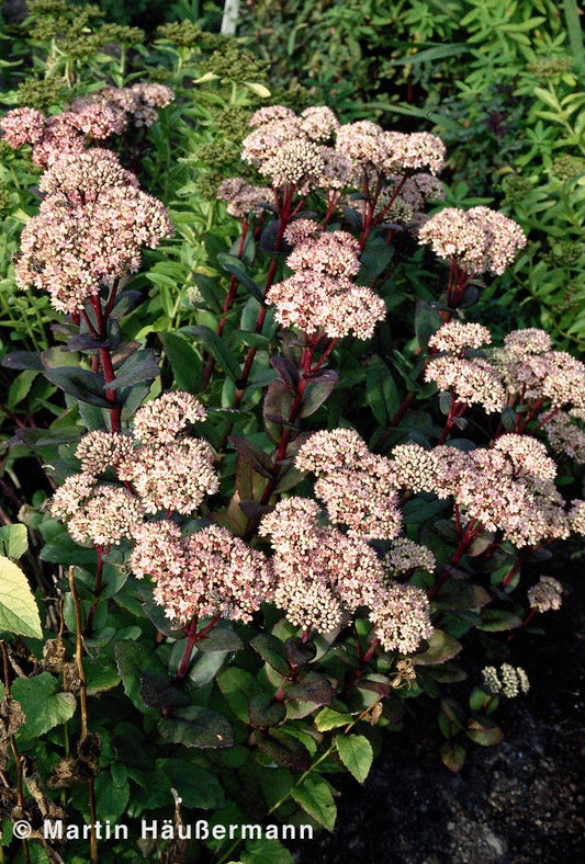 Hohe Fetthenne 'Matrona' (Sedum telephium)