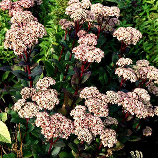 Hohe Fetthenne 'Matrona' (Sedum telephium)