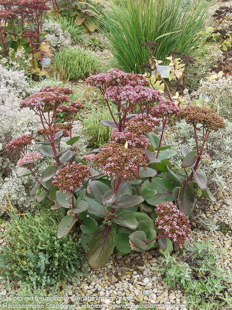 Hohe Fetthenne 'Matrona' (Sedum telephium)