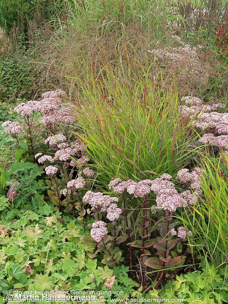 Hohe Fetthenne 'Matrona' (Sedum telephium)