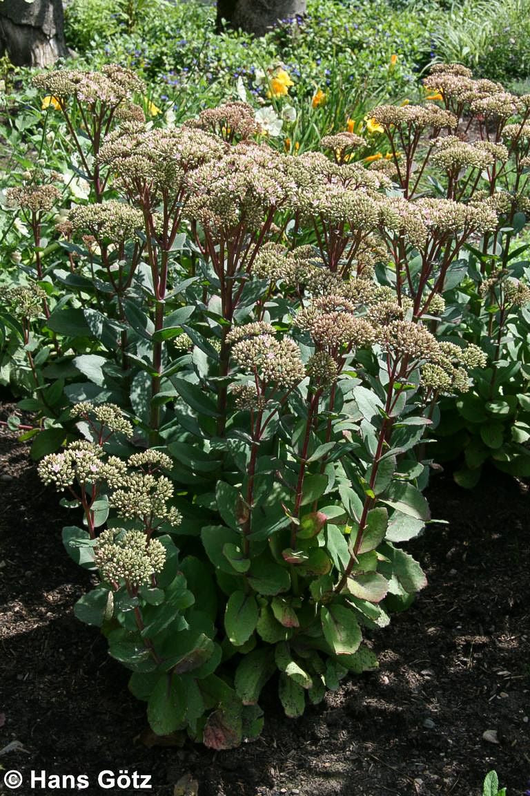 Hohe Fetthenne 'Matrona' (Sedum telephium)