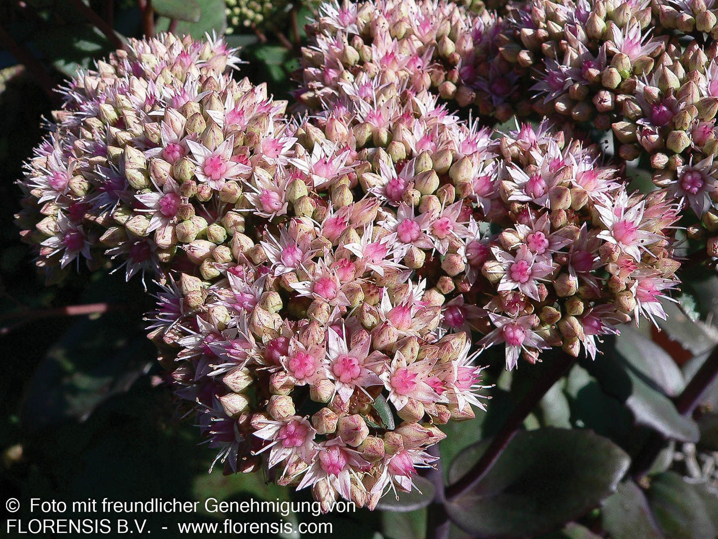 Hohe Fetthenne 'Matrona' (Sedum telephium)