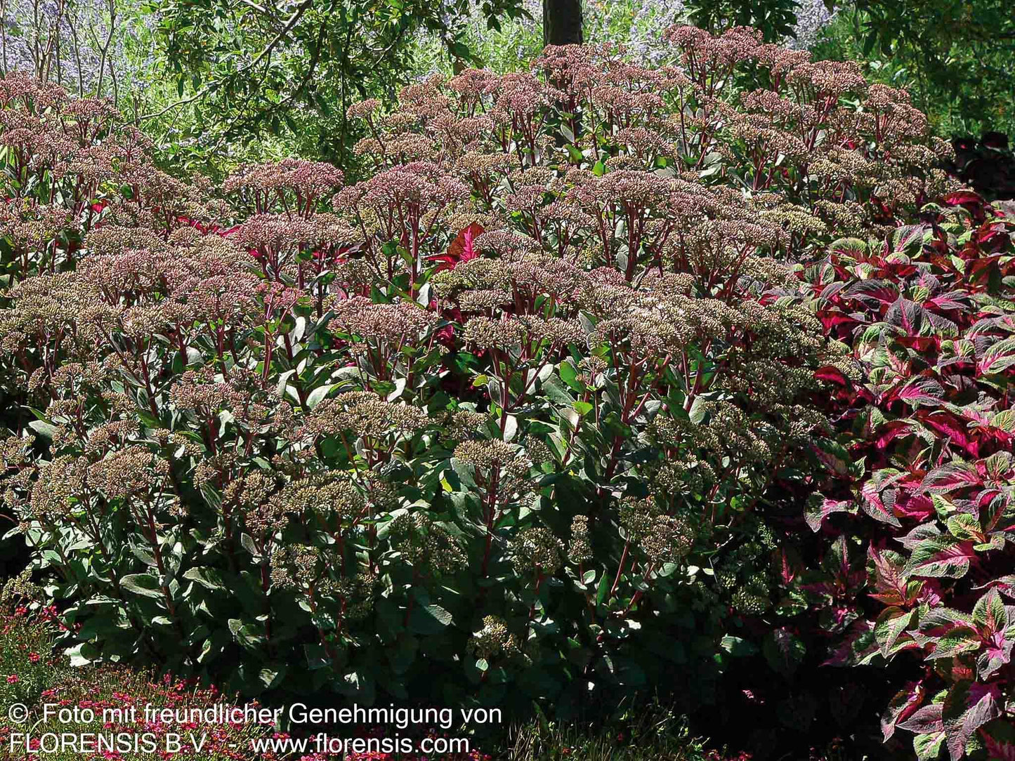 Hohe Fetthenne 'Matrona' (Sedum telephium)