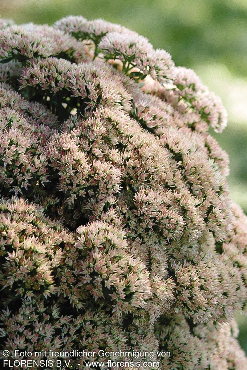 Hohe Fetthenne 'Matrona' (Sedum telephium)