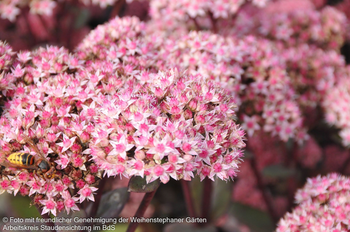 Hohe Fetthenne 'Matrona' (Sedum telephium)