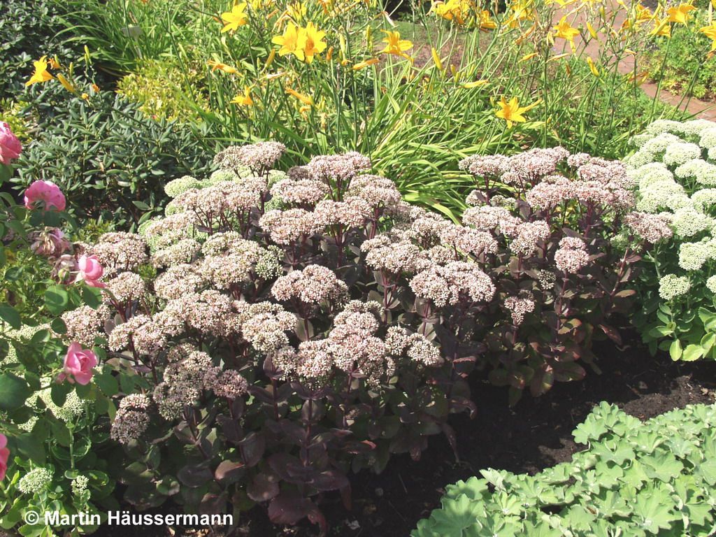 Hohe Fetthenne 'Matrona' (Sedum telephium)