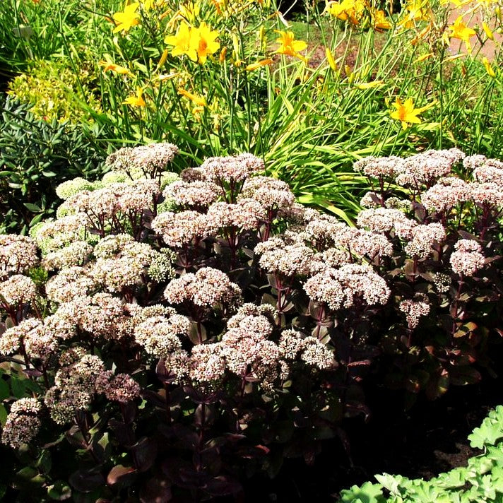 Hohe Fetthenne 'Matrona' (Sedum telephium)
