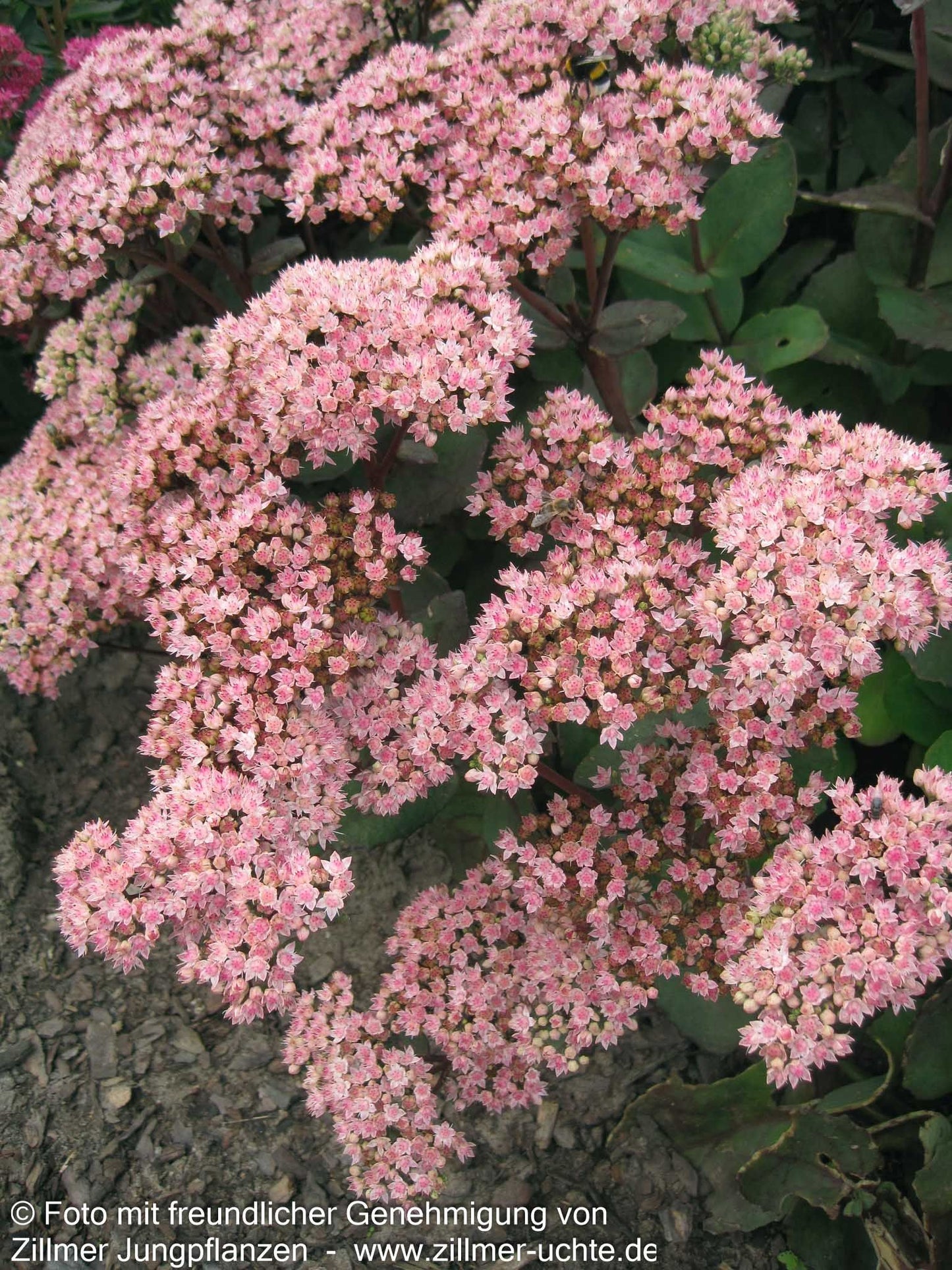 Hohe Fetthenne 'Matrona' (Sedum telephium)