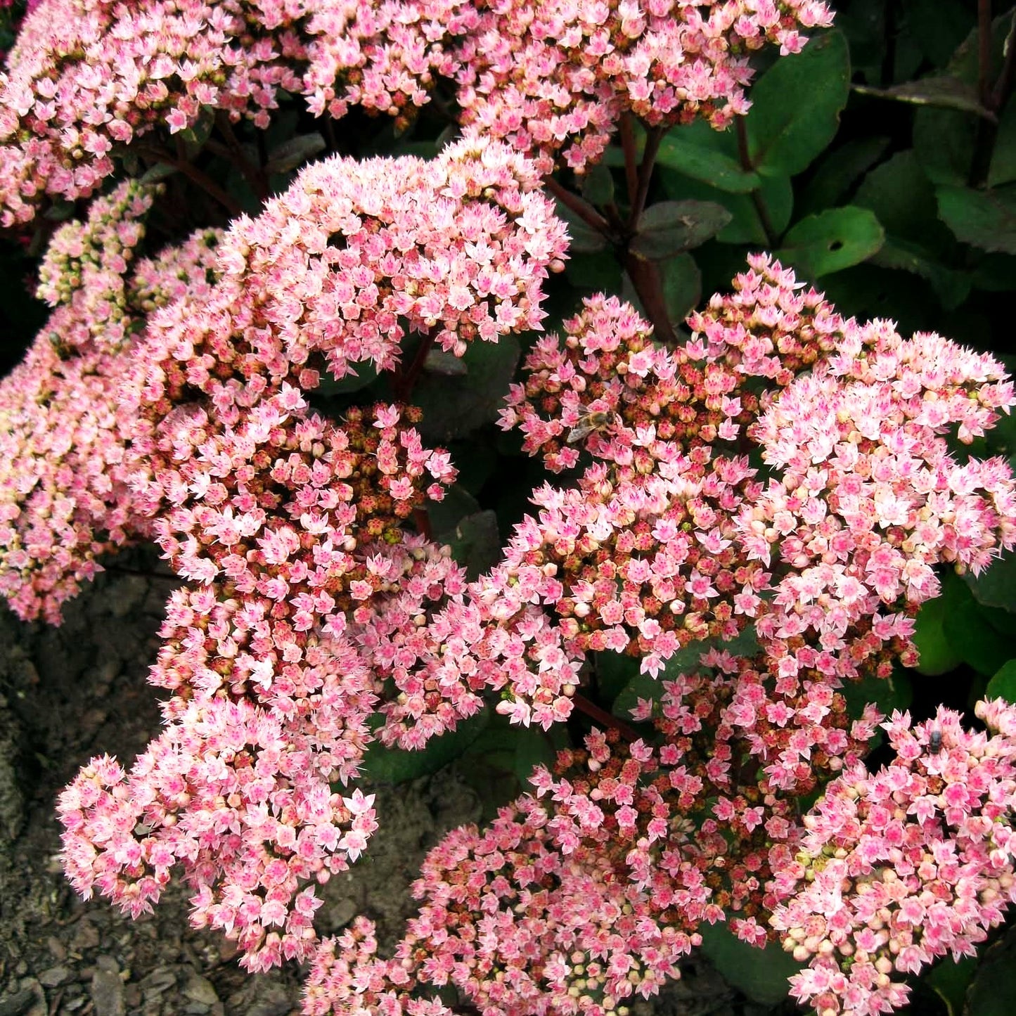 Hohe Fetthenne 'Matrona' (Sedum telephium)