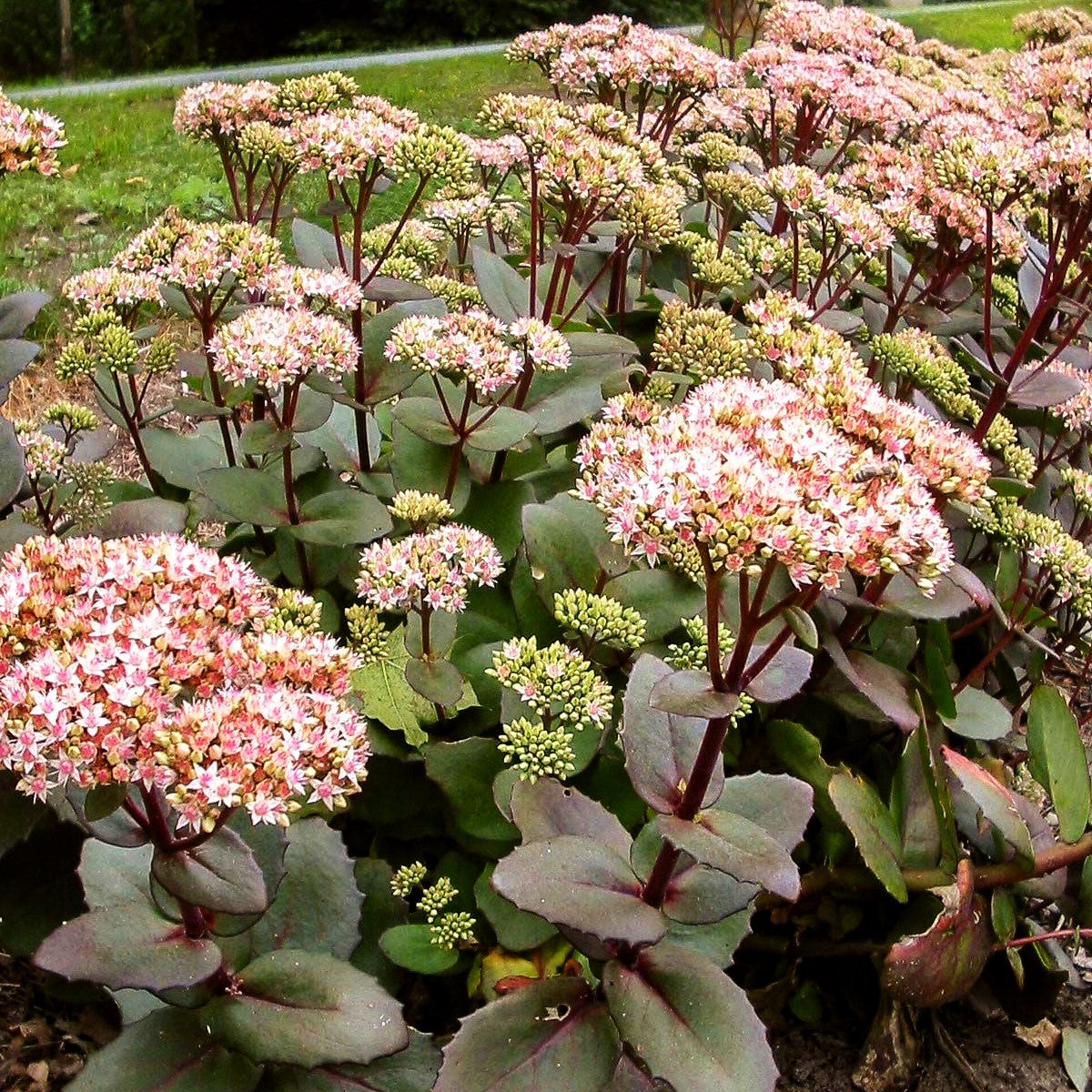 Hohe Fetthenne 'Matrona' (Sedum telephium)
