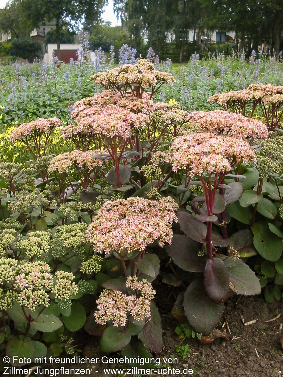 Hohe Fetthenne 'Matrona' (Sedum telephium)