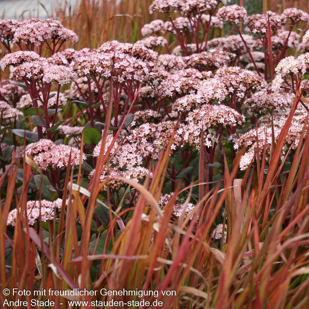 Hohe Fetthenne 'Matrona' (Sedum telephium)