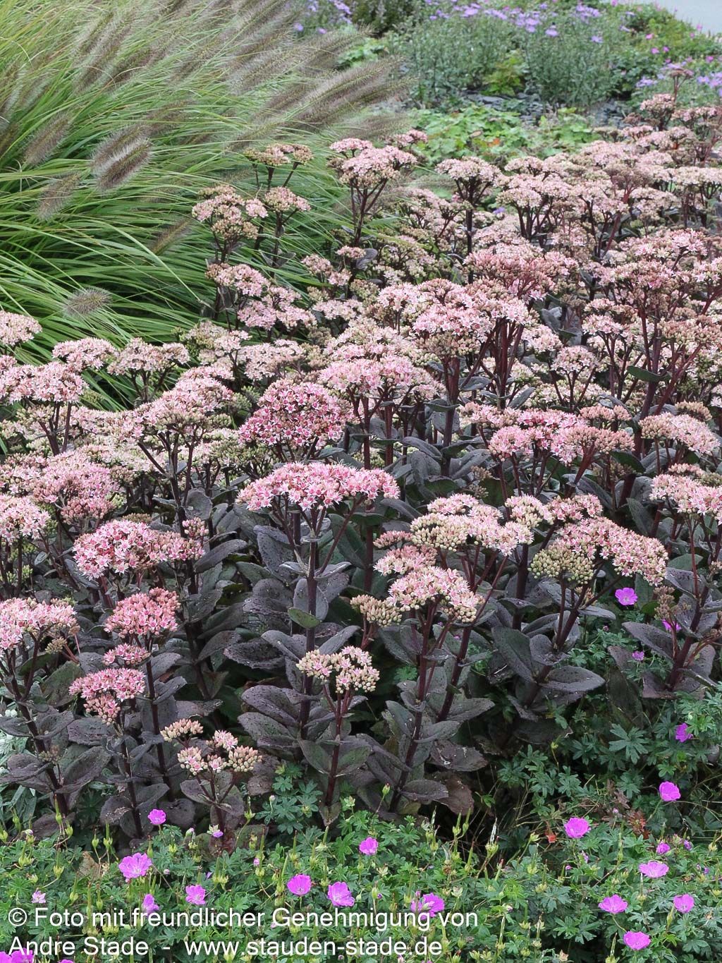 Hohe Fetthenne 'Matrona' (Sedum telephium)